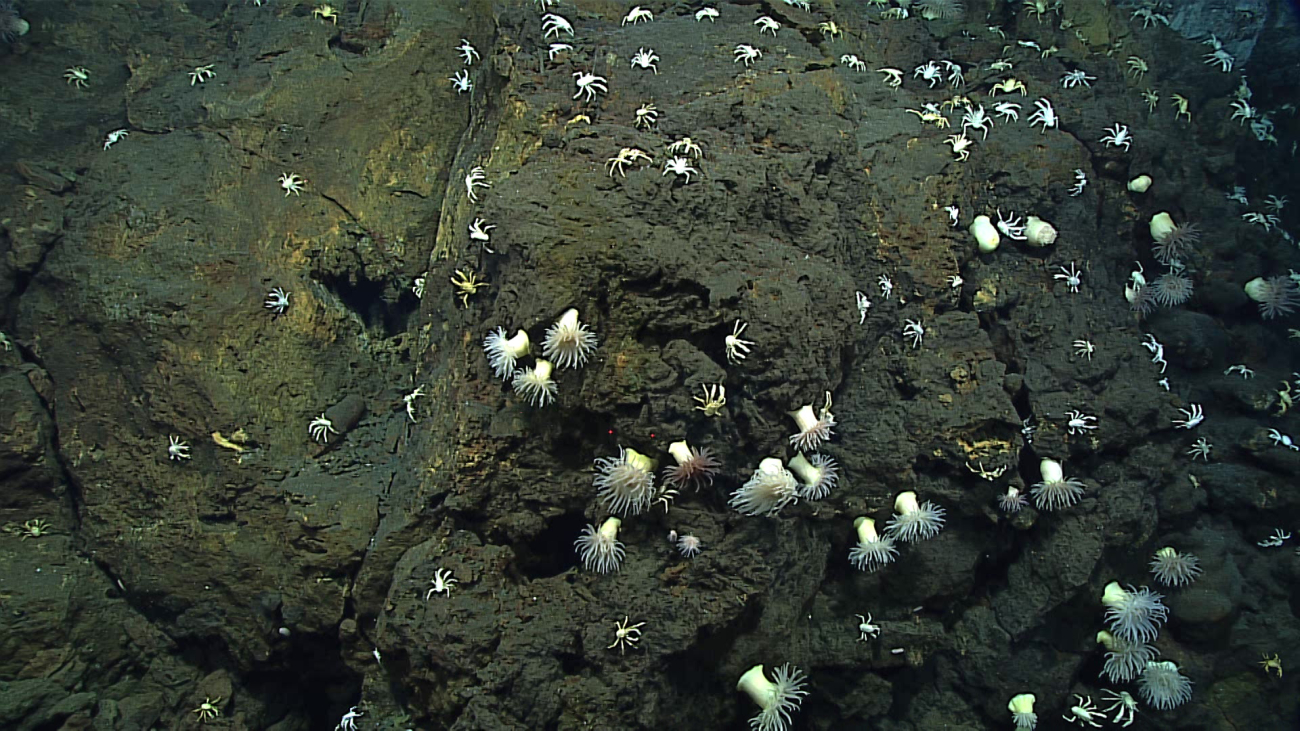 Anemones - Marianactis bythios - and white Munidopsis squat lobsters onhydrothermally altered rock below active venting site