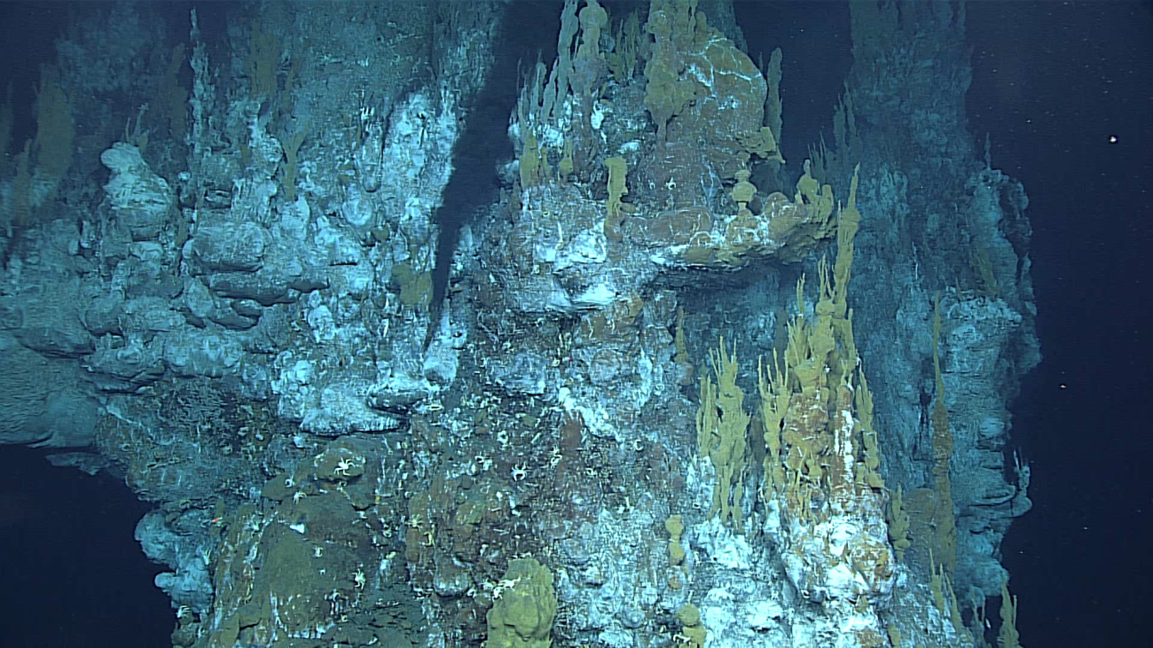 Fantastic spires adorn this active hydrothermal chimney