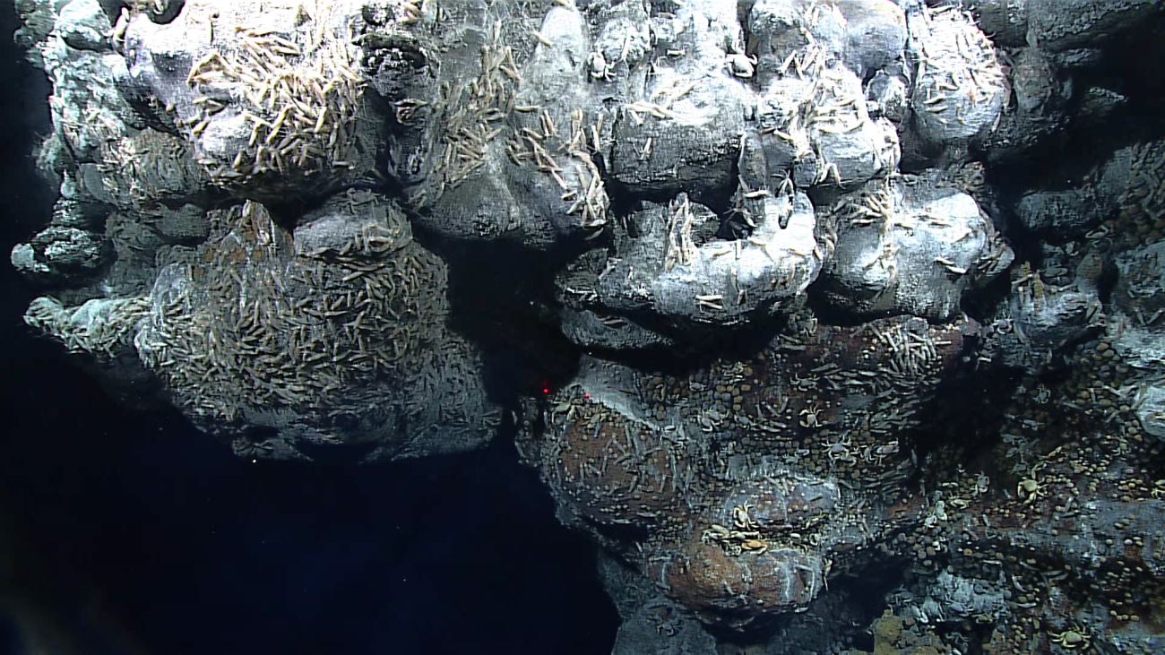 A view of the wall of a chimney structure with Chorocaris shrimp,brachyuran crabs, limpets, bacterial mat,  and gastropods