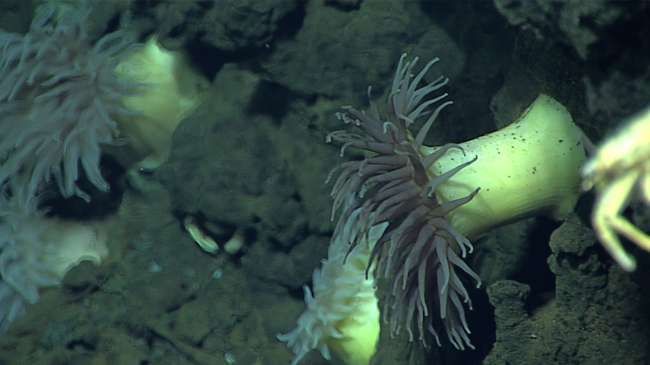 Marianas bythios anemones living just below the active venting sites on alarge chimney structure