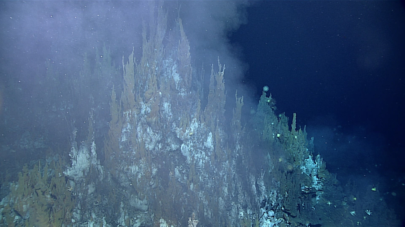 An area of diffuse hydrothermal venting