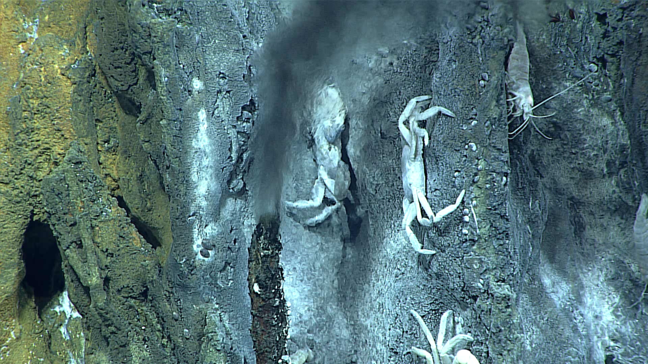 Crabs, shrimp, and small gastropods near a venting hydrothermal orifice