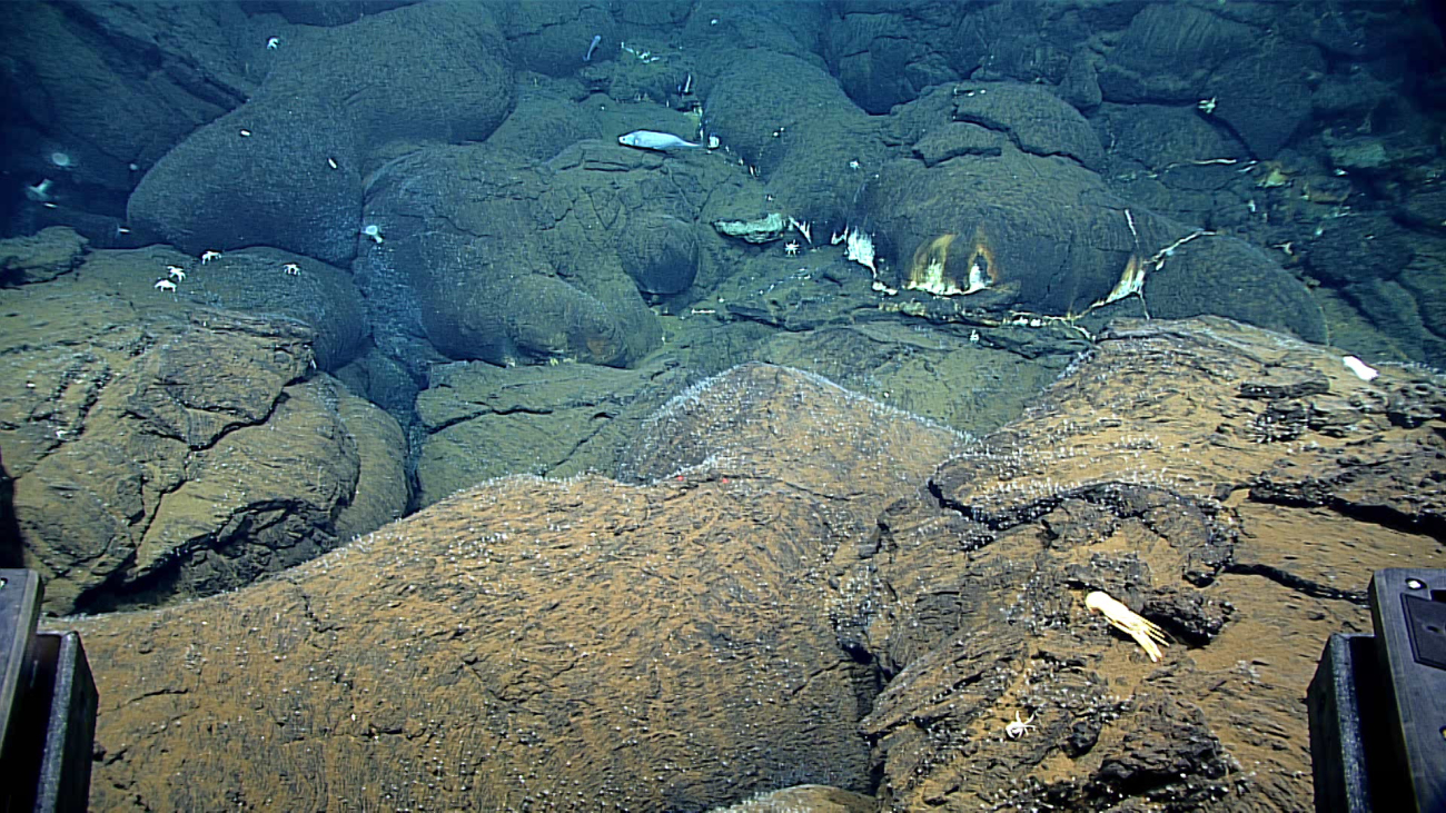 Lobate lava flows between hydrothermal vent areas
