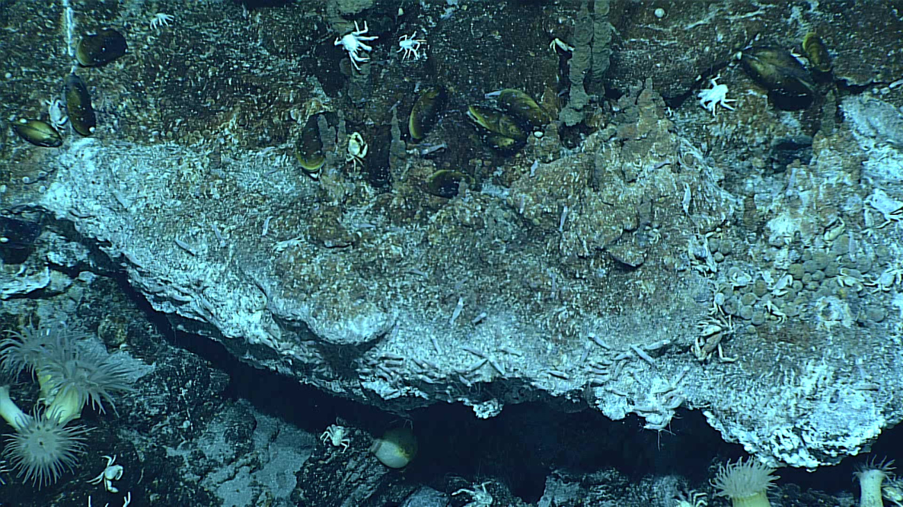 Bathymodiolus mussels at a vent site