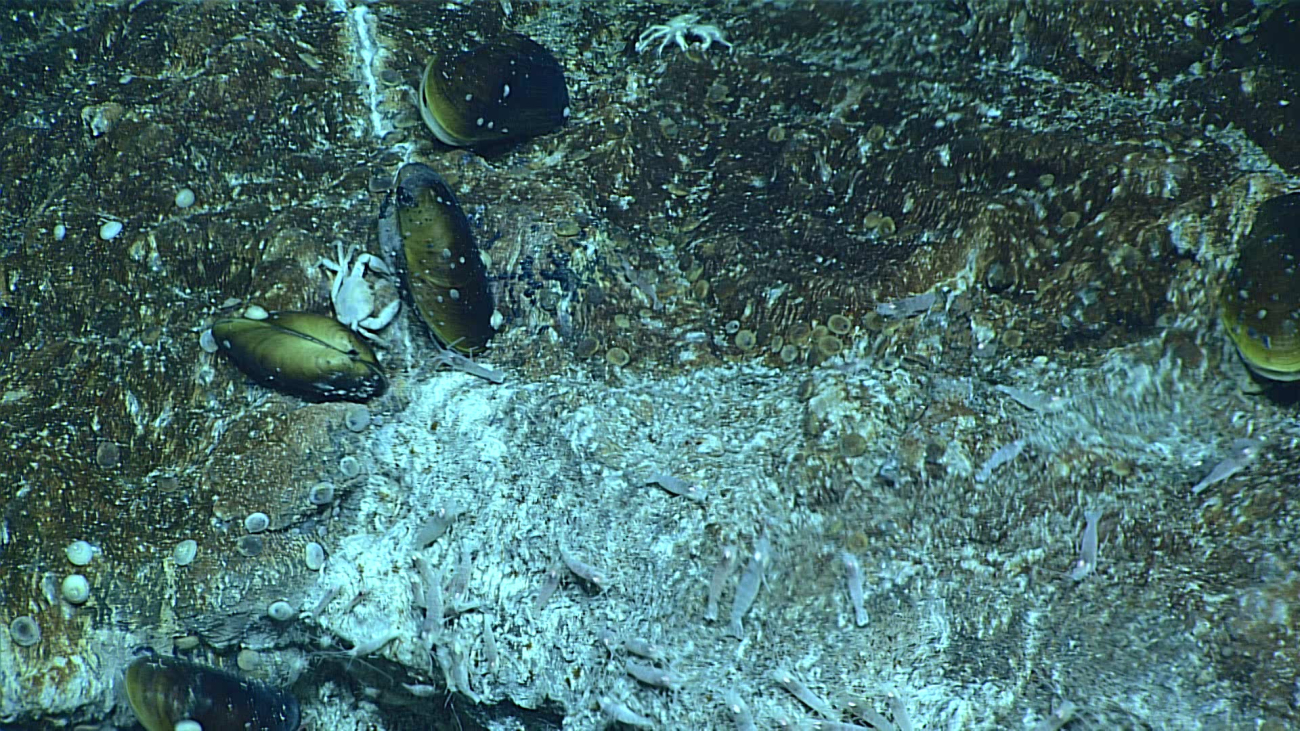 Bathymodiolus mussels and shrimp at a vent site