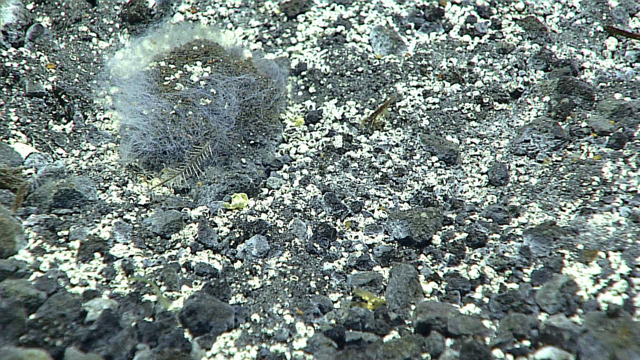 White filamentous bacterial mat in an area of hydrothermal activity