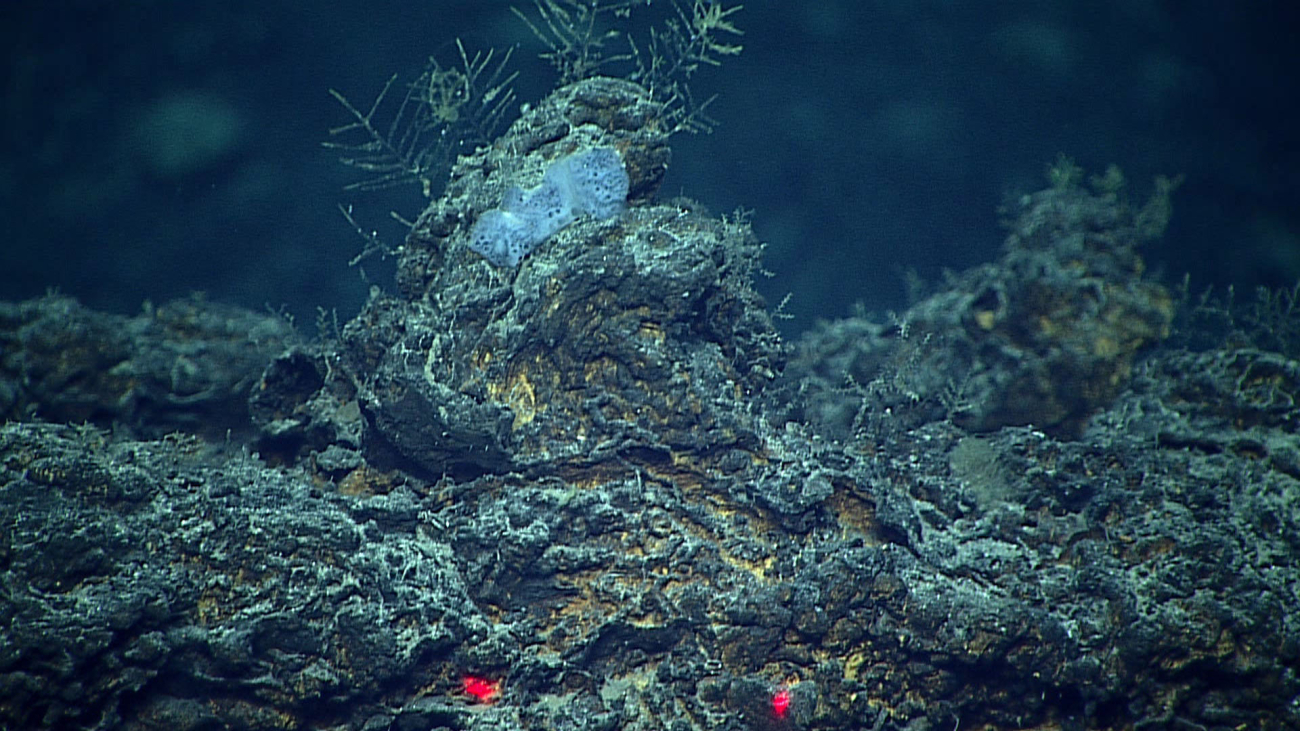An encrusting demosponge and hydroids adorn a small extinct hydrothermalchimney