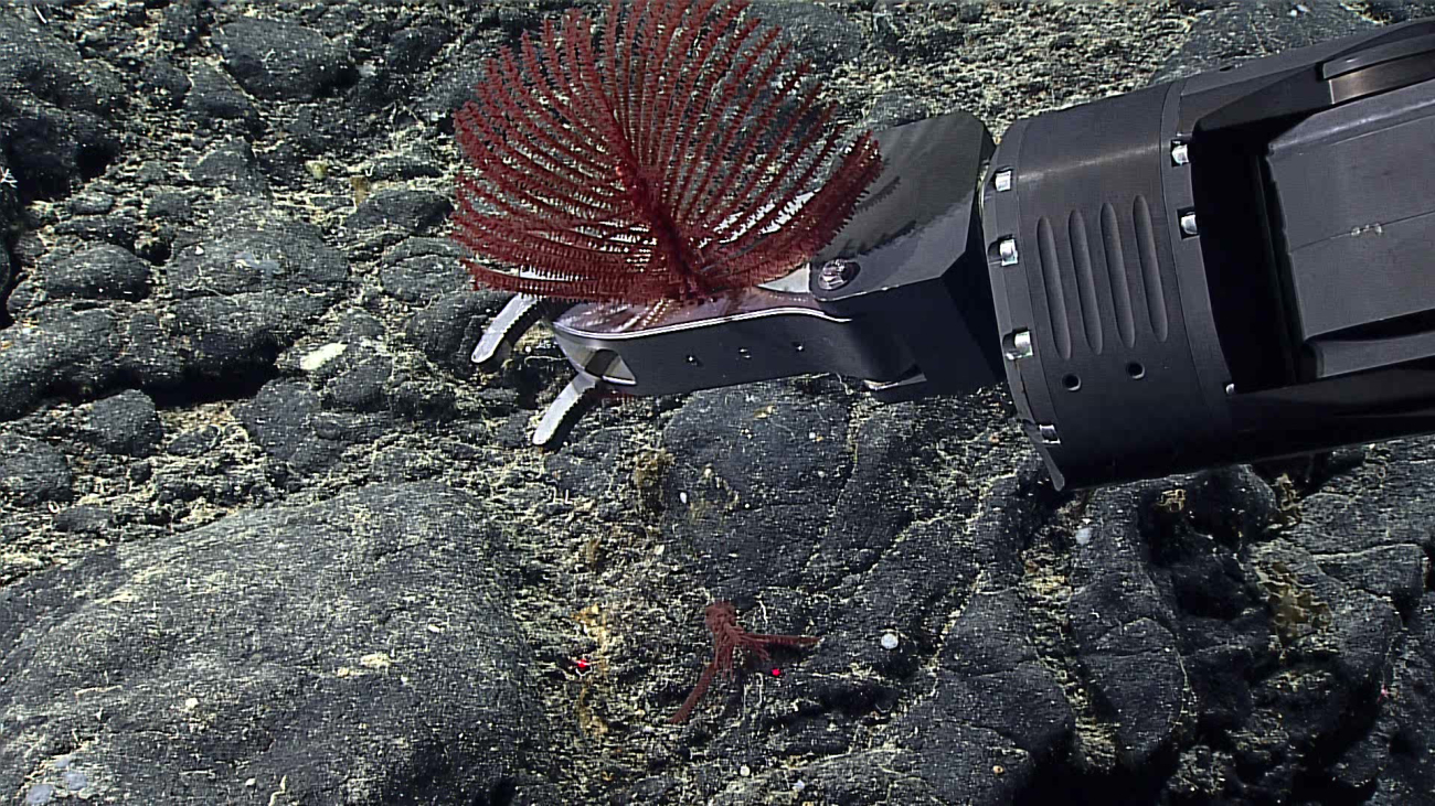 Deep Discoverer manipulator arm capturing a red black coral
