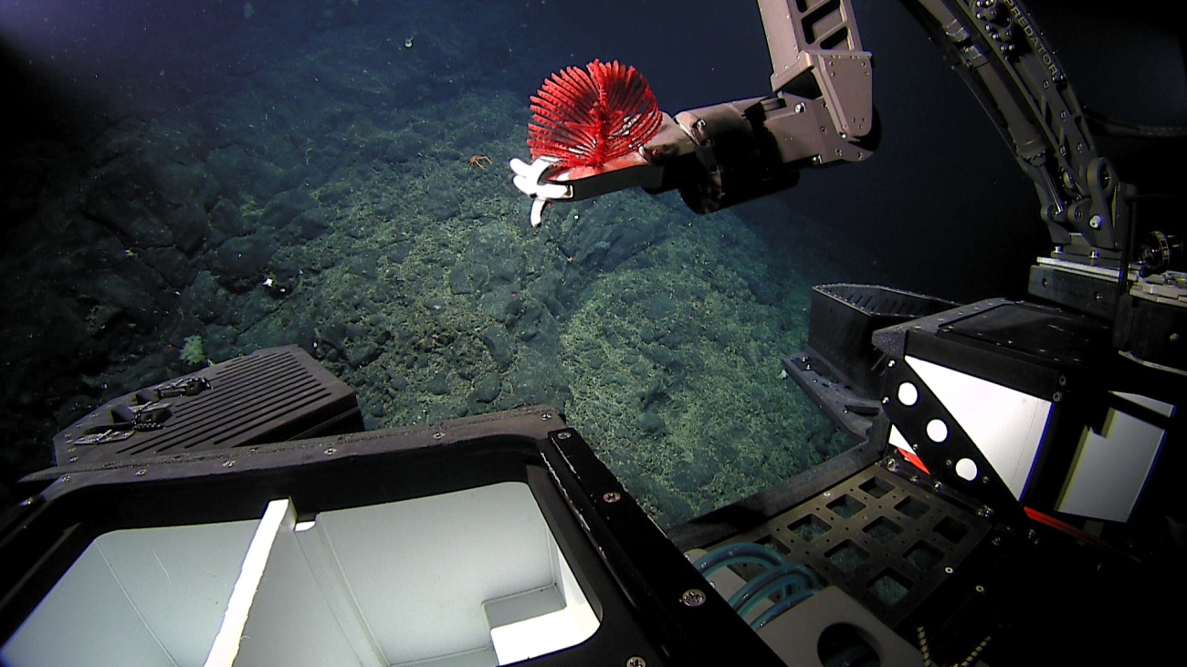 Deep Discoverer manipulator arm maneuvering to place red black coralbush in sample bucket