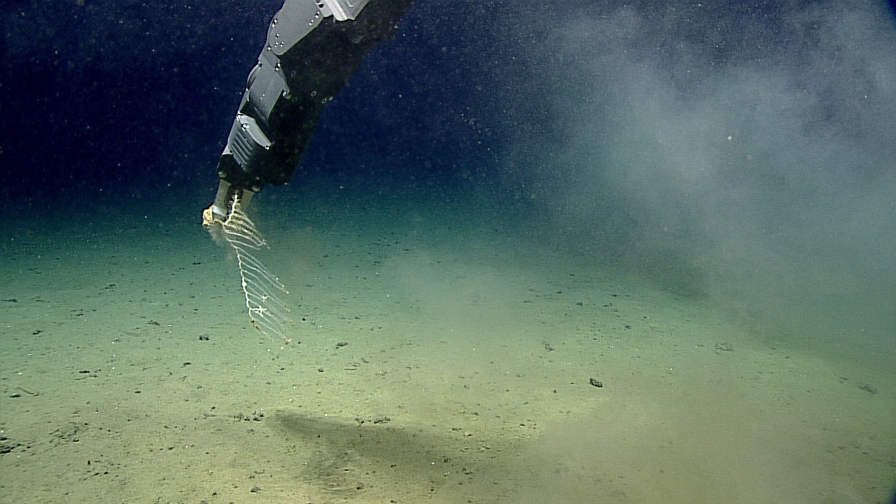 Deep Discoverer manipulator arm sampling cladorizhid sponge