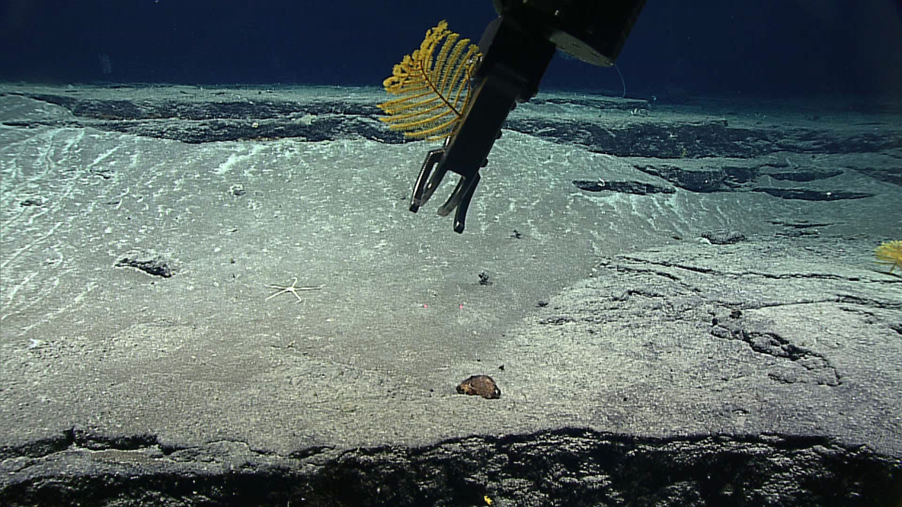 Deep Discoverer manipulator arm sampling a yellow antipatharian coral  -Stauropathes sp