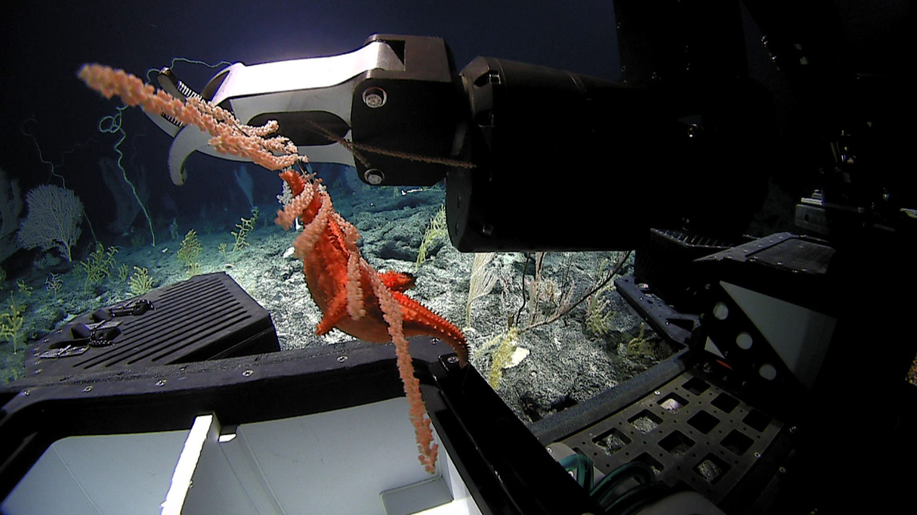 Deep Discoverer manipulator arm placing a bamboo coral with hungrystarfish in sample basket