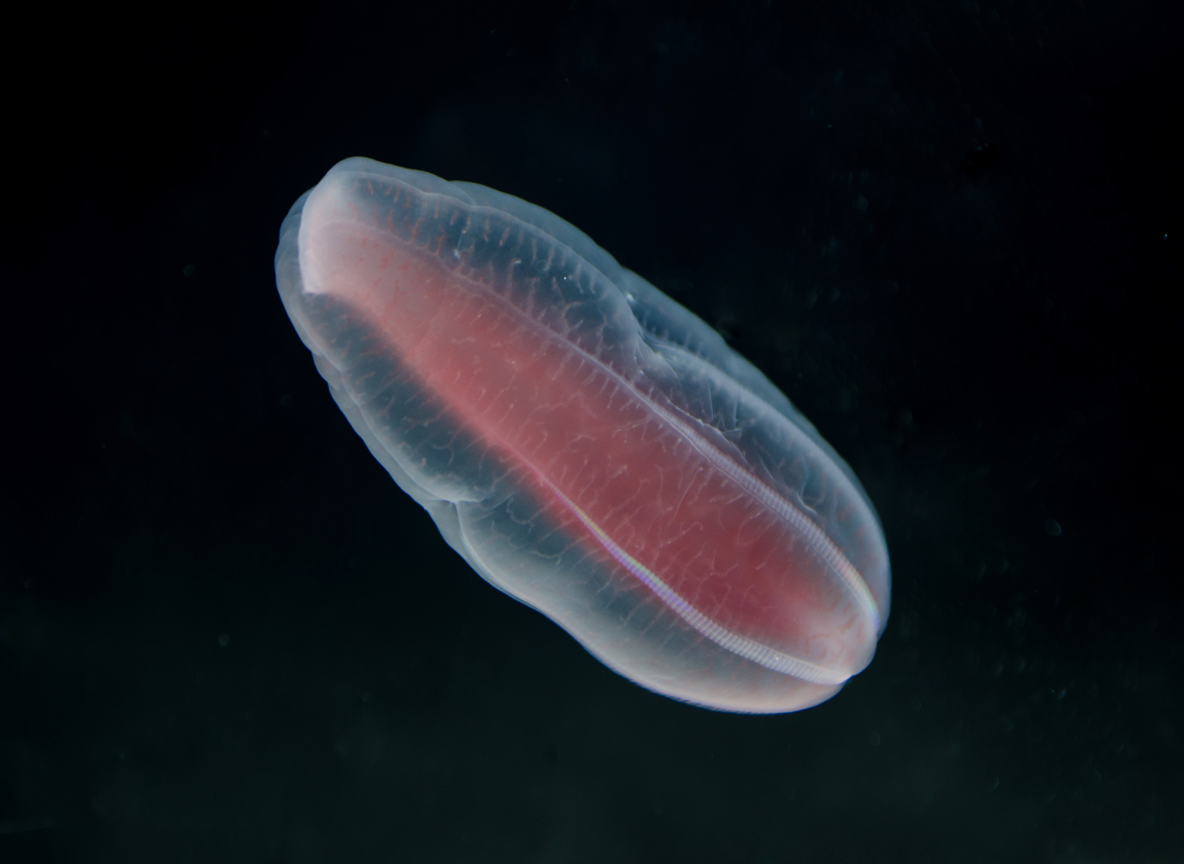 A comb jelly or ctenophore - Beroe abyssicola
