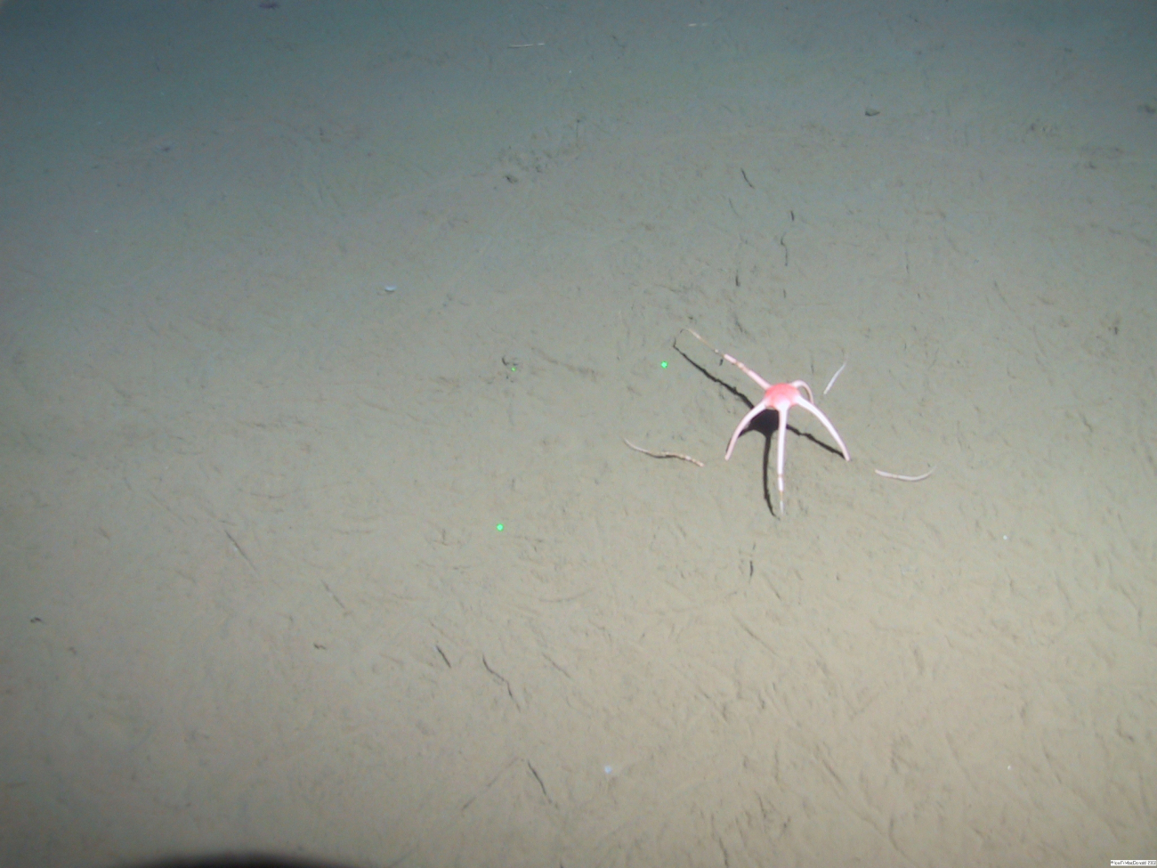 A sole brittle star is making its way across the Arctic deep-sea plain at3,000 meters depth