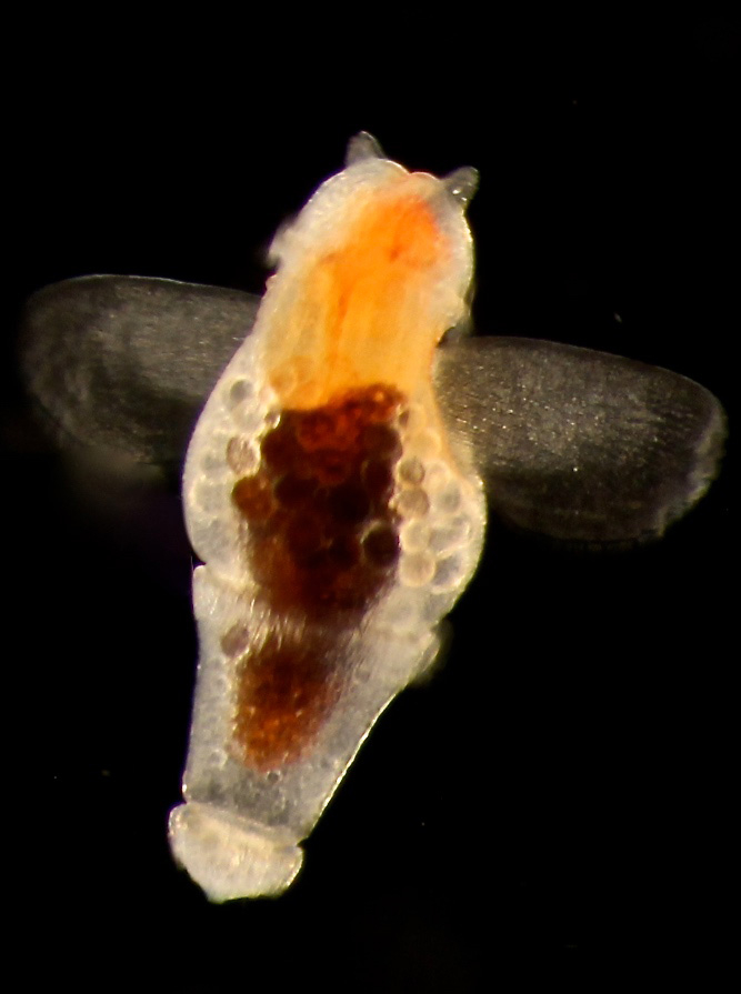 A clione - a small gastropod that is planktonic