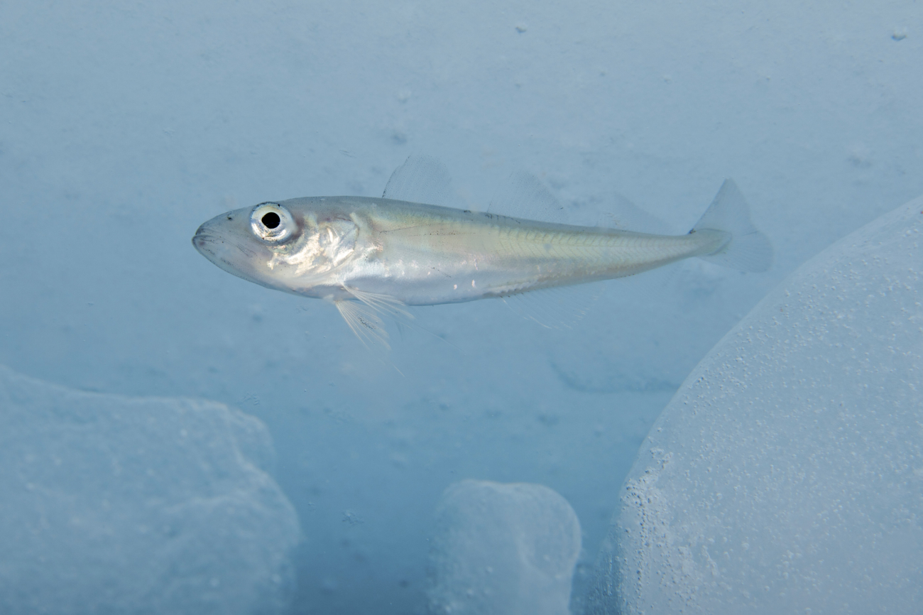 An Arctic cod takes shelter under the pack ice