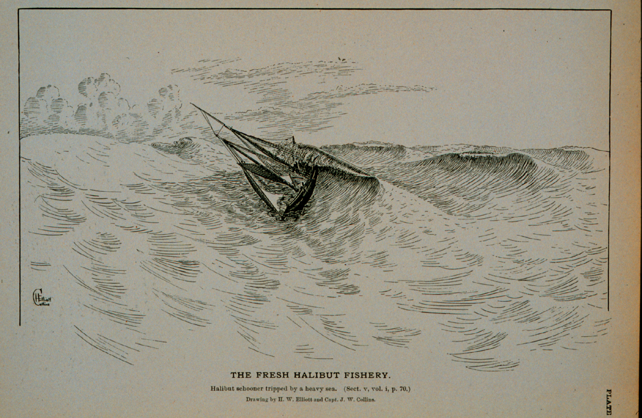 Halibut schooner tripped by a heavy seaDrawing by H