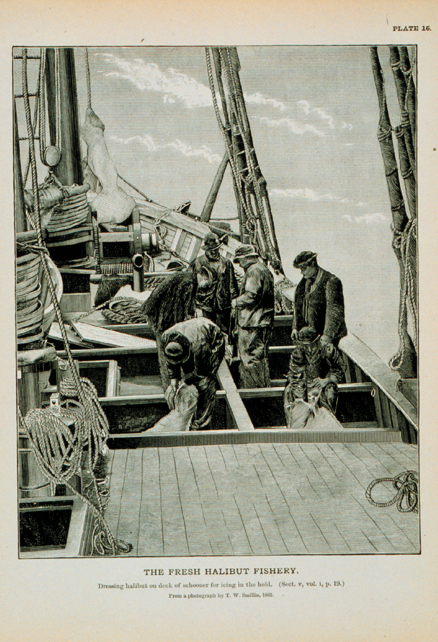 Dressing halibut on deck of schooner for icing in the holdFrom photograph by T