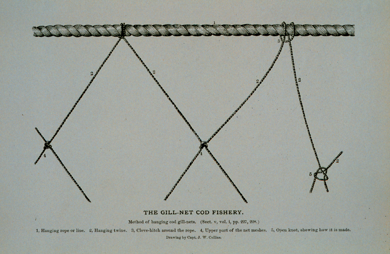 Method of hanging cod gill-nets in NorwayFrom Bulletin U