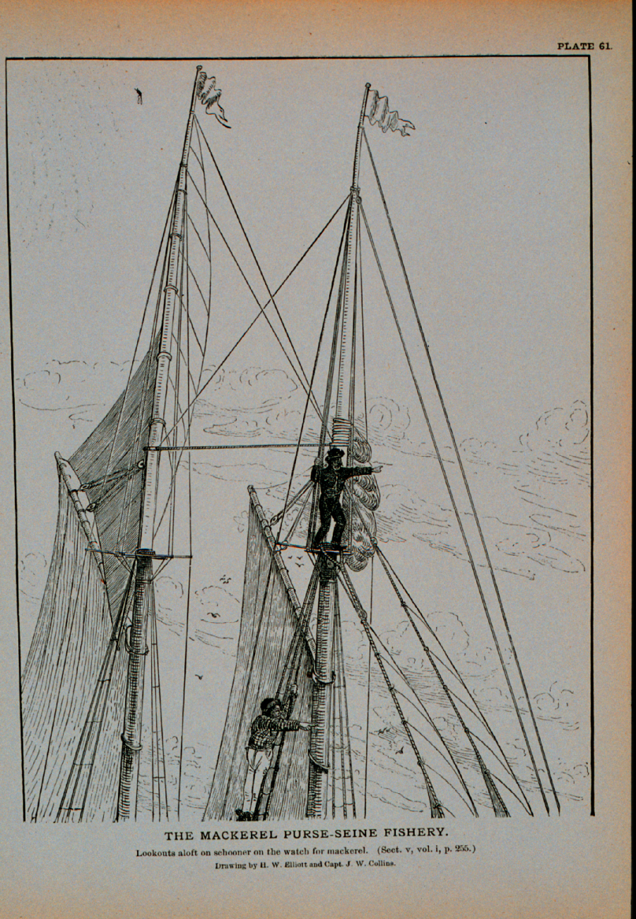 Lookouts aloft on schooner on the watch for mackerelDrawing by H