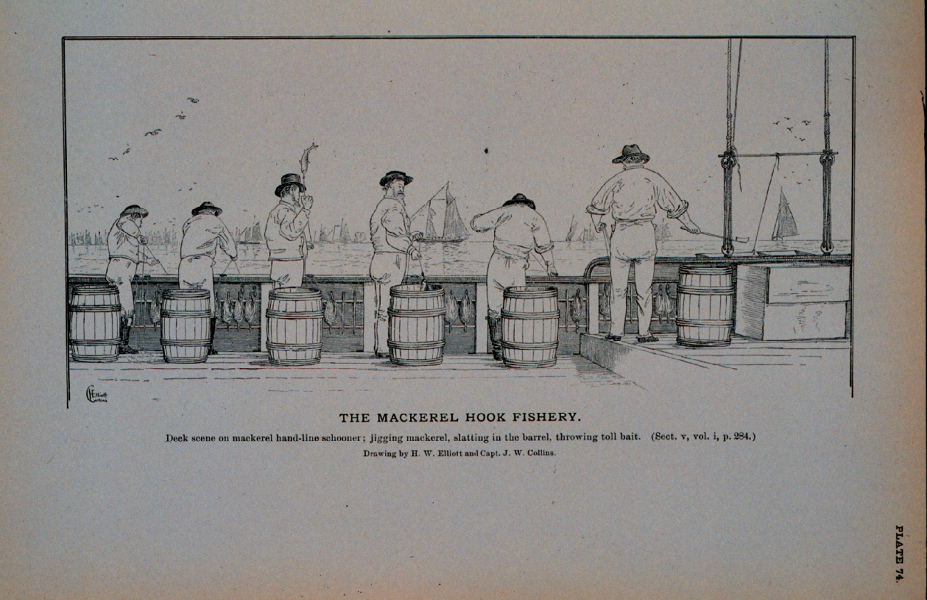 Deck scene on mackerel hand-line schoonerJigging mackerel, slatting in the barrel, throwing toll-baitDrawing by H