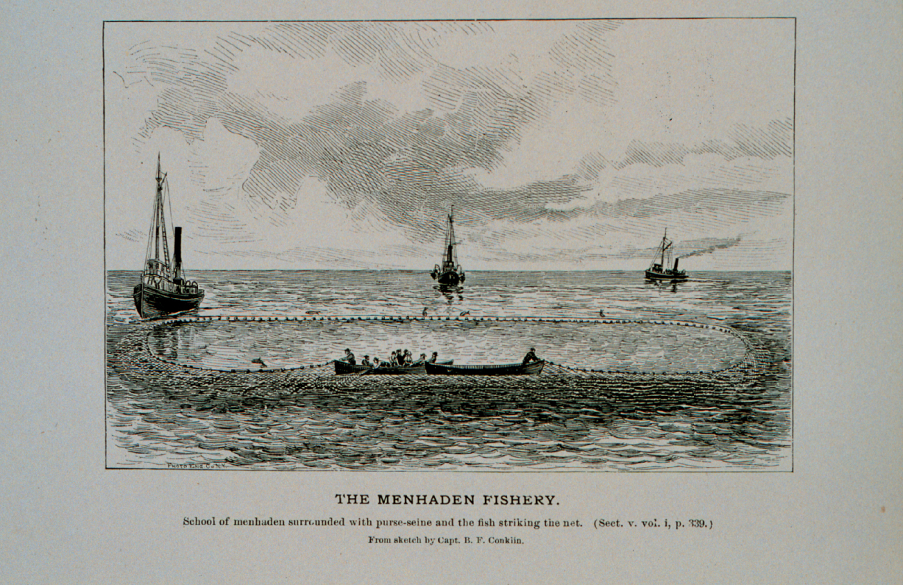 School of menhaden surrounded with purse-seine and fish striking the netFrom sketch by Capt