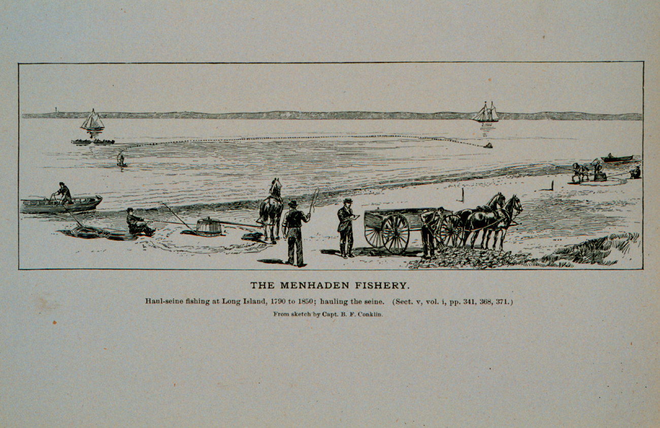 Haul-seine fishing for menhaden at Long Island, 1790 to 1850Hauling the seine on the beach by horse-powerFrom sketch by Capt