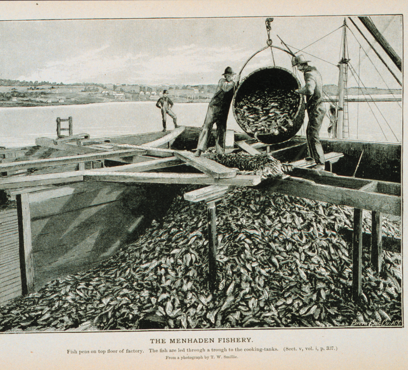 Fish pens on top floor of menhaden factoryThe fish are led through a trough to the cooking tanksFrom a photograph by T
