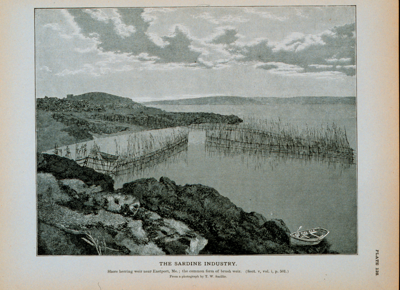 Shore herring weir near Eastport, Maine; the common form of brush weirFrom a photograph by T