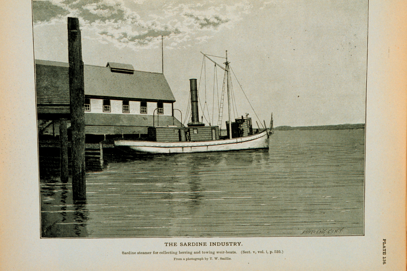 Sardine steamer for collecting herring and towing weir boatsFrom a photograph by T