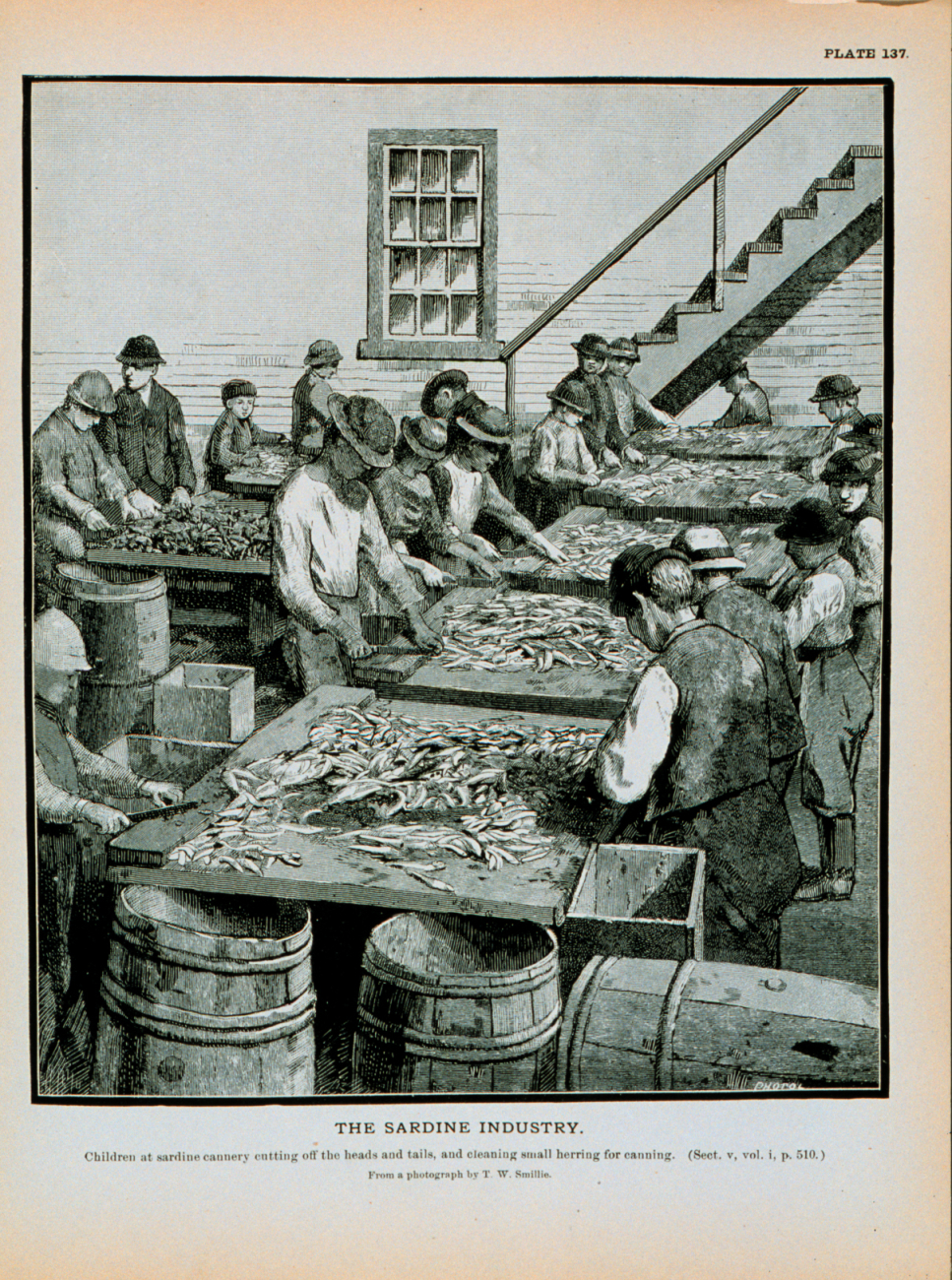 Children at sardine cannery cutting off the heads and tails of herringCleaning herring for canningFrom a photograph by T