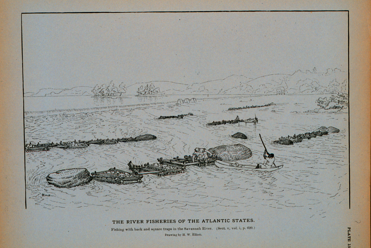 Fishing with hack and square traps in the Savannah RiverDrawing by H