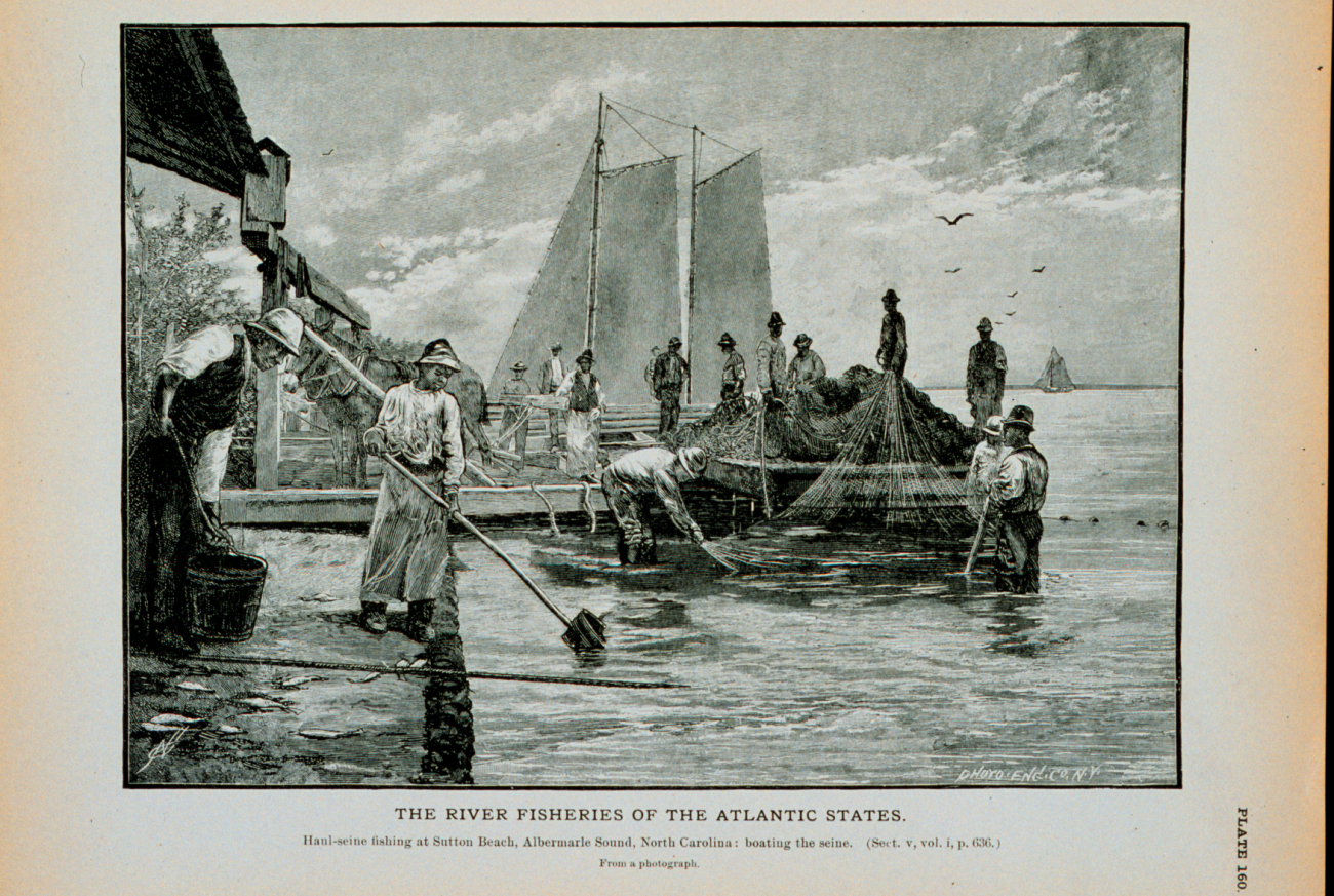 Haul-seine fishing at Sutton Beach, Albemarle Sound, North CarolinaBoating the seineFrom a photograph