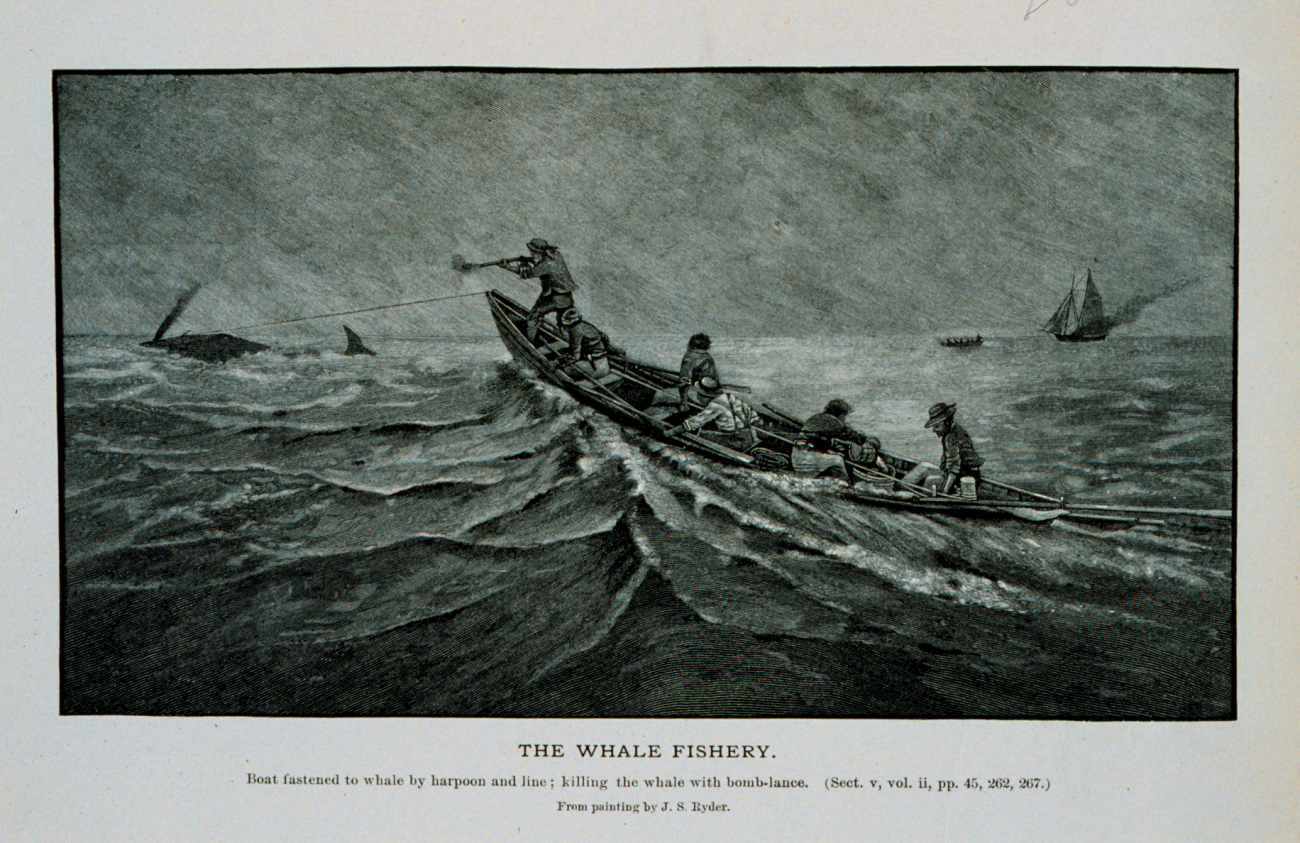 Boat fastened to whale by harpoon and line; killing the whale with bomb lanceFrom painting by J