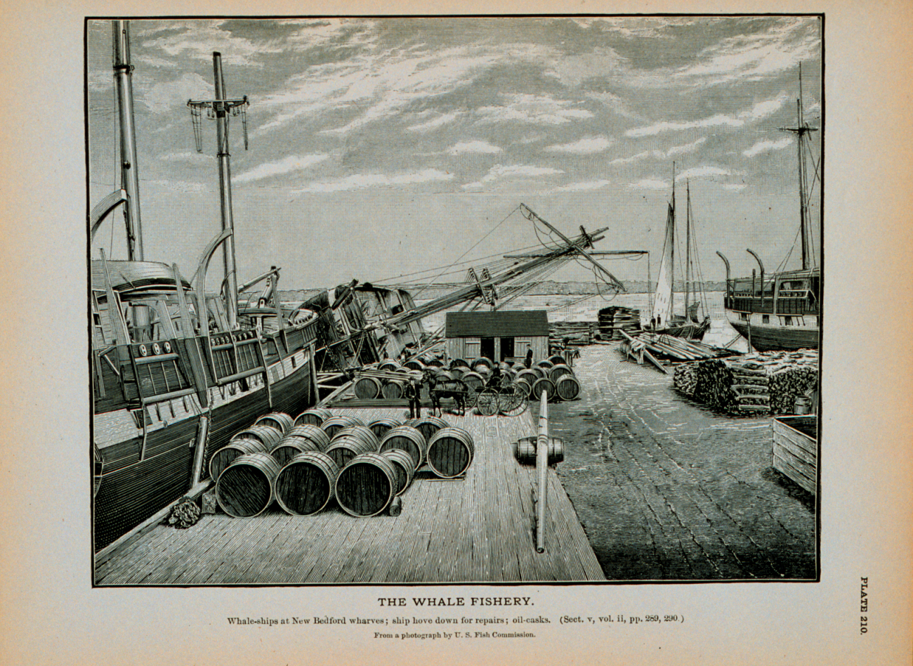 Whale ships at New Bedford wharf; ship hove down for repairs; oil-casksFrom photograph by U