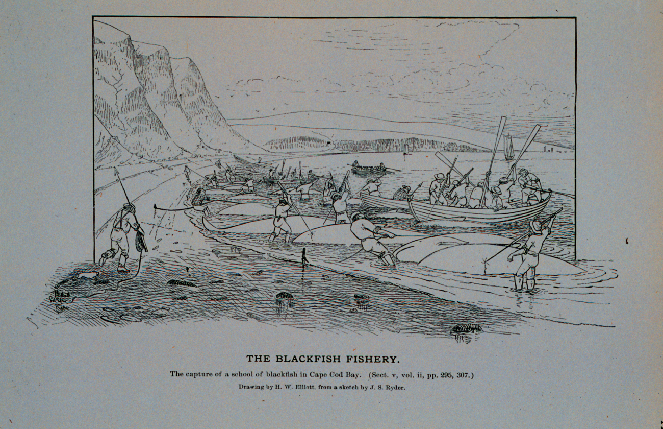 Capture of a school of blackfish in Cape Cod BayDrawing by H