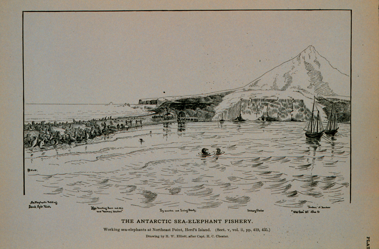 Working sea-elephants at northeast point, Herd's IslandDrawing by H
