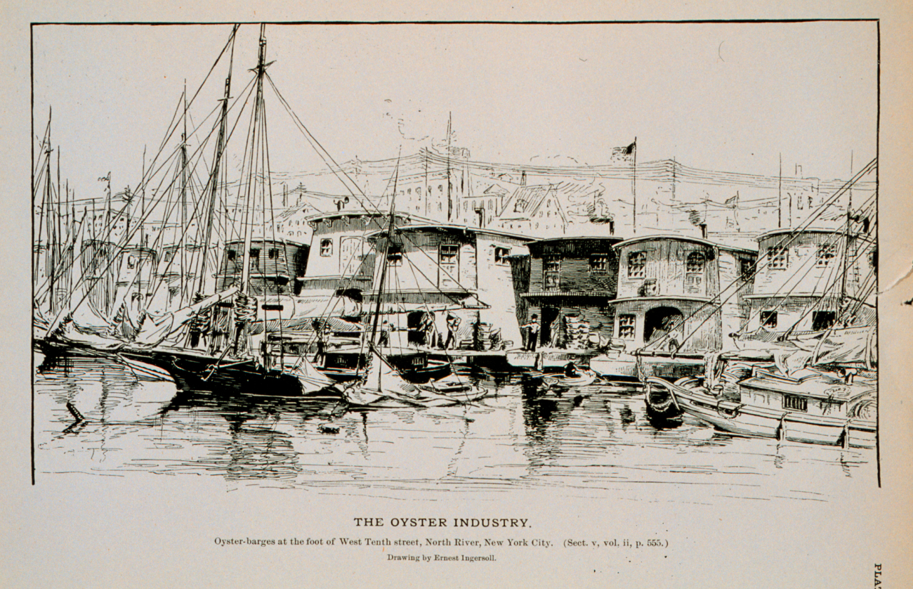 Oyster-barges at foot of West Tenth street, North River, New York CityDrawing by Ernest Ingersoll