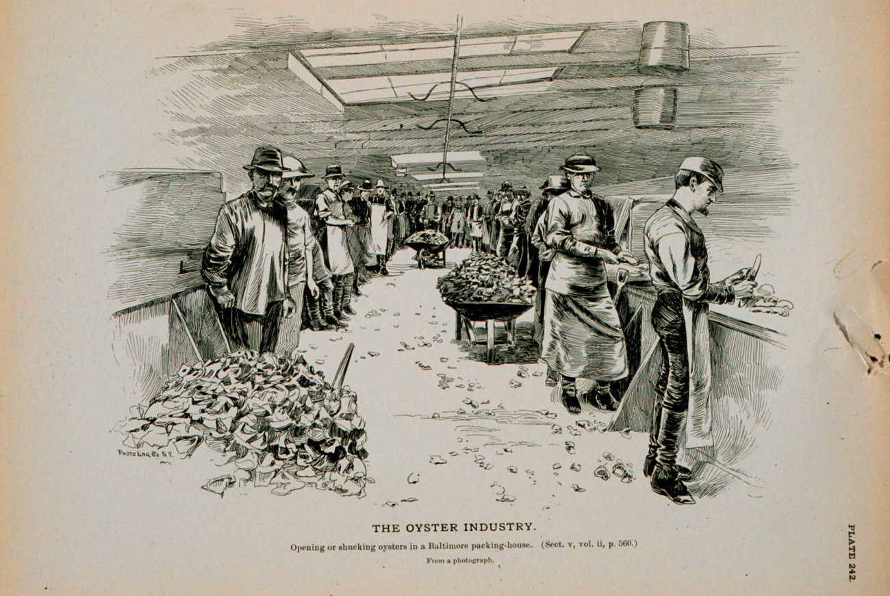 Opening or shucking oysters in Baltimore packing houseFrom a photograph