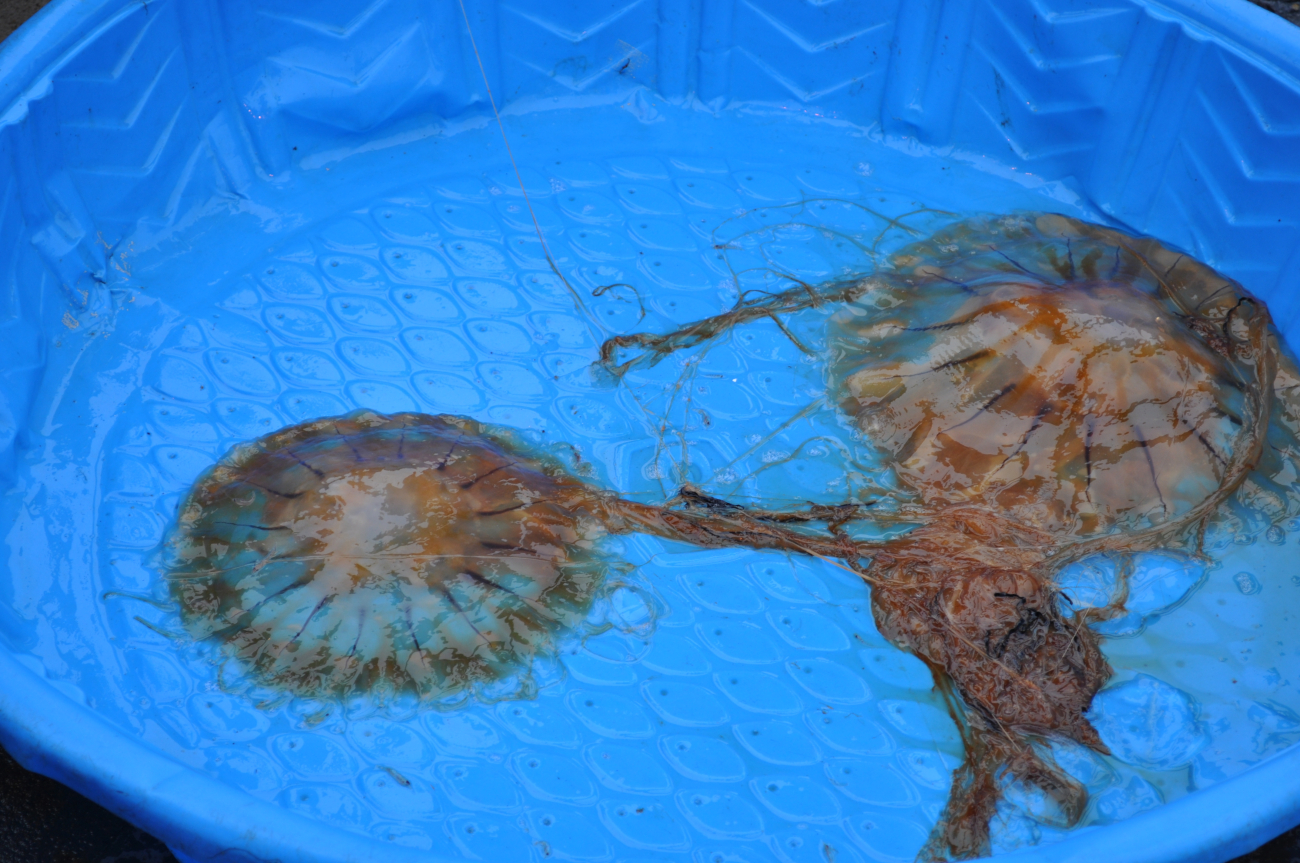Jellyfish obtained in trawl sample