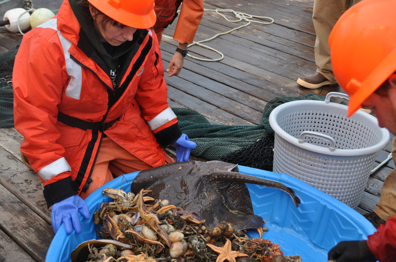 Scientist pondering where to start in a dredge haul containing a large skate,numerous starfish, and a variety of marine life