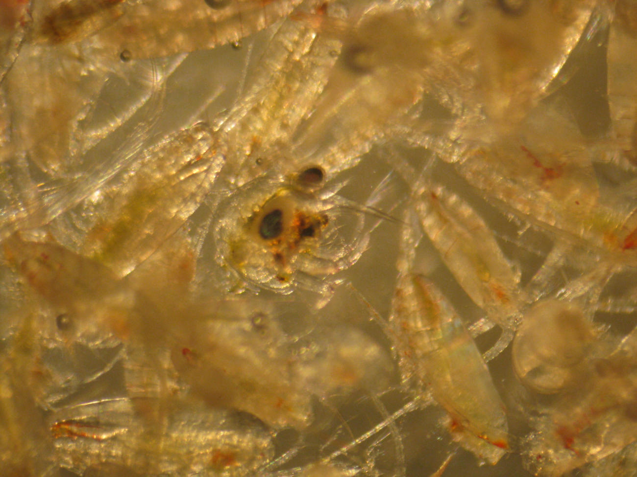 Through the microscope - copepods and crab larva (maybe)