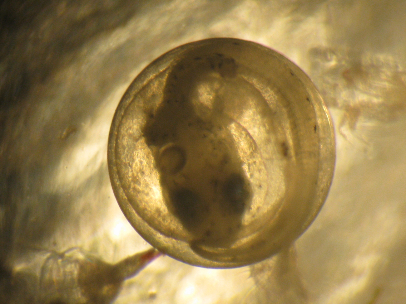 Through the microscope - fish egg