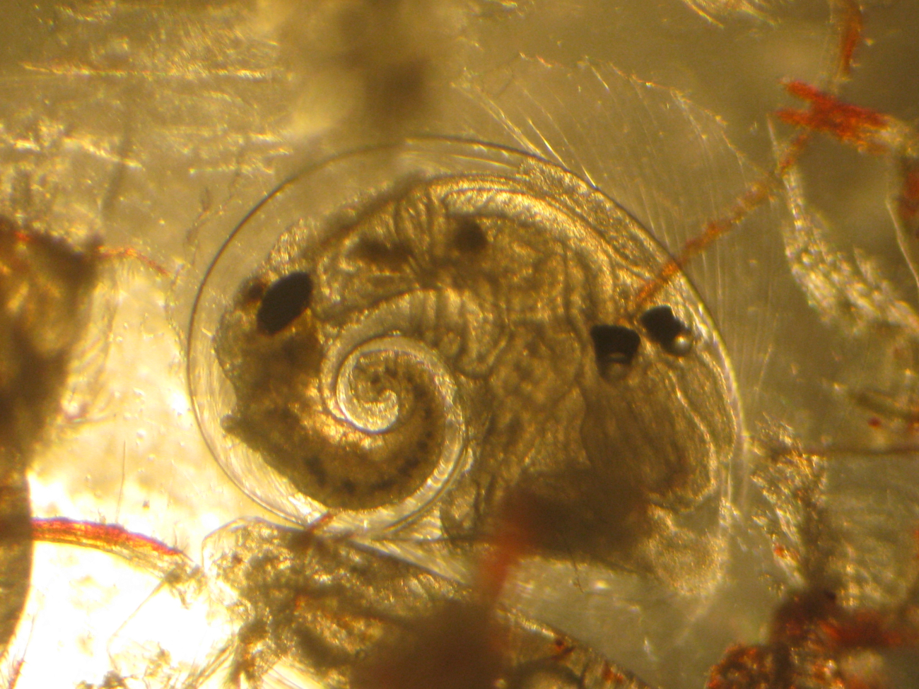 Through the microscope - pteropod shell