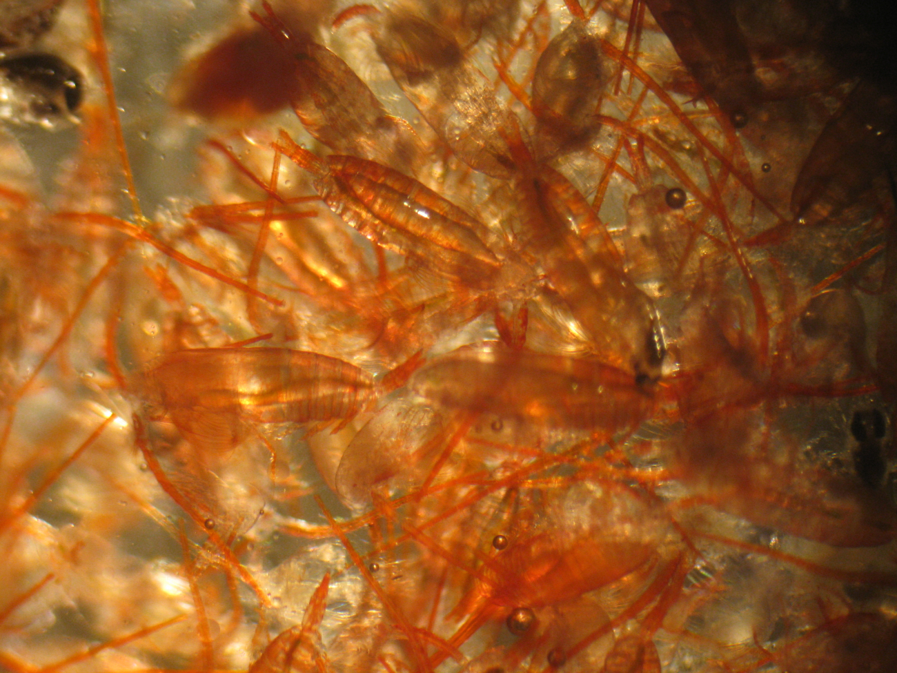 Through the microscope - copepods and krill