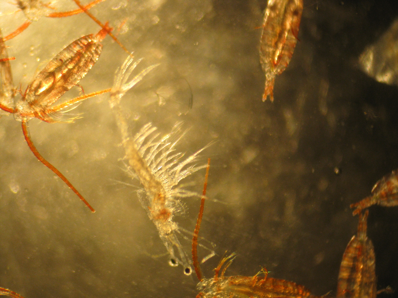 Through the microscope - copepods and a weird multi-legged thing