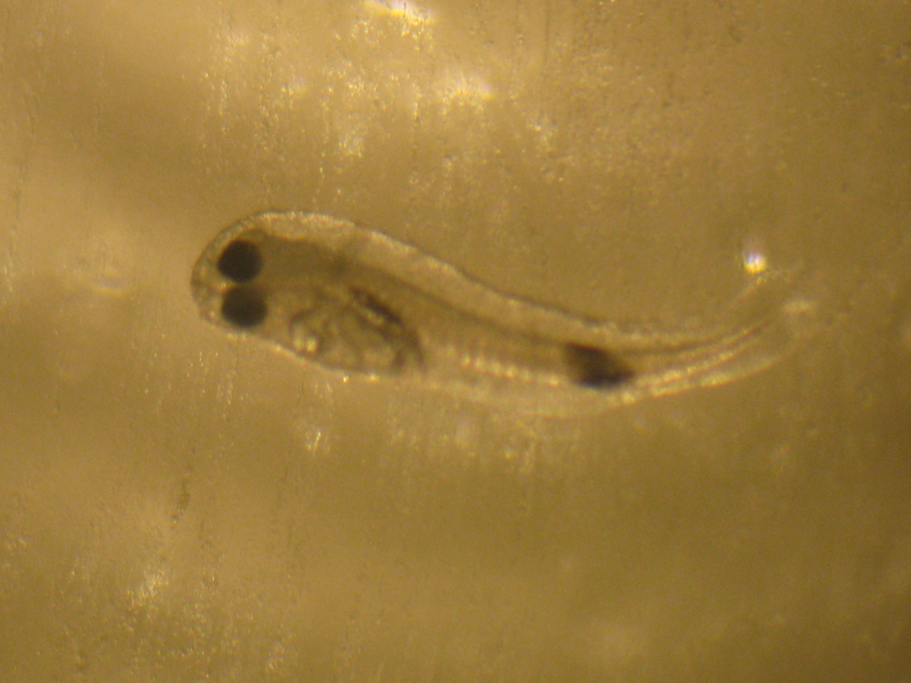 Through the microscope - fish larva