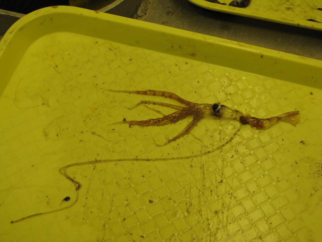A small squid collected in a plankton tow