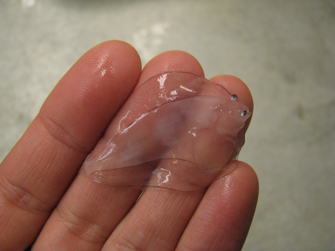 A juvenile flatfish