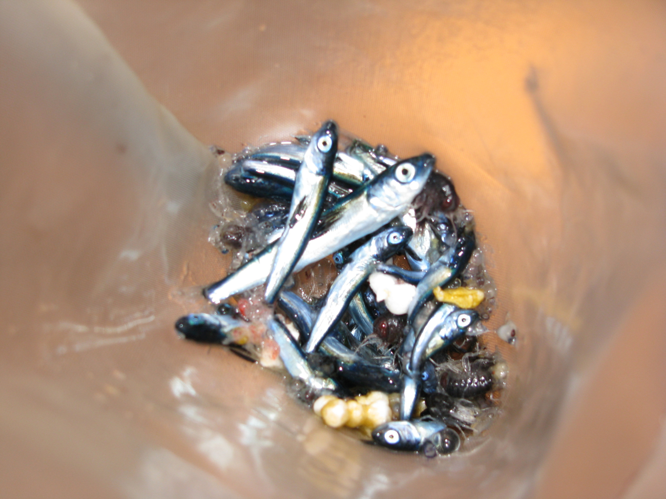 Juvenile fish captured in plankton tow